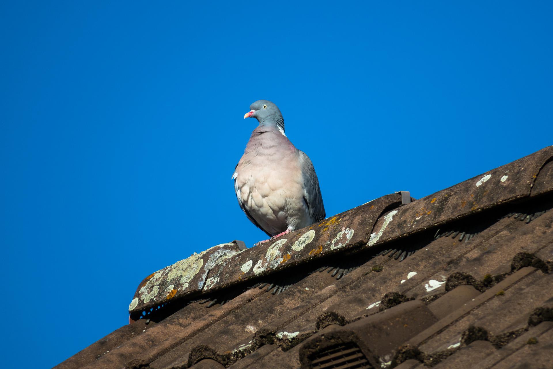 A pigeon perched on the top of a roof