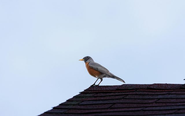 A bird sat on a roof.